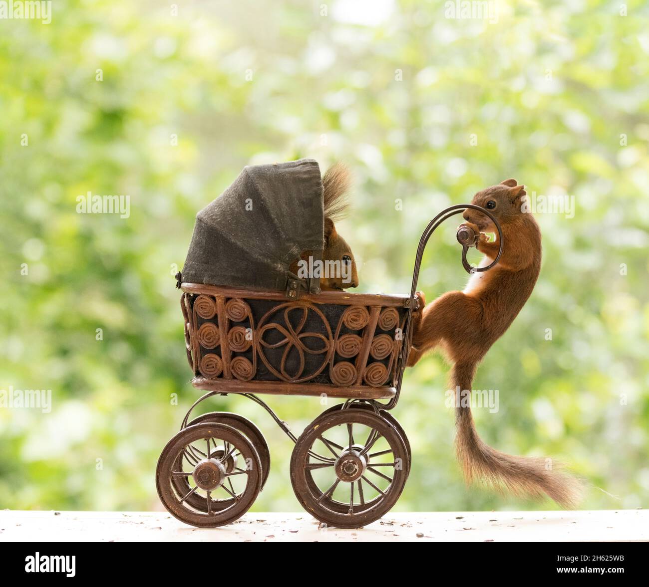red squirrels are standing with an stroller Stock Photo