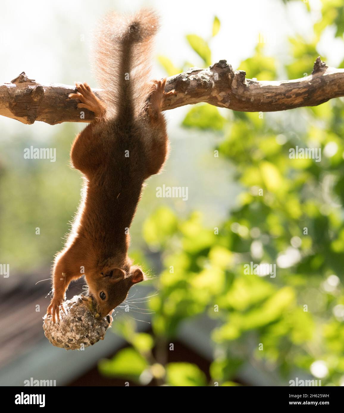 red squirrel hanging upside down with pinecone Stock Photo