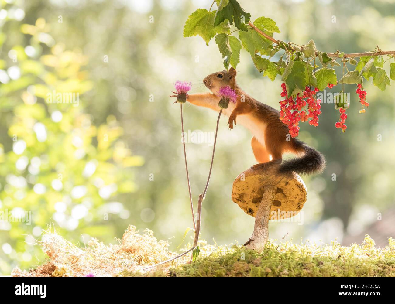 red squirrels stand with mushroom,red currant and thistle Stock Photo