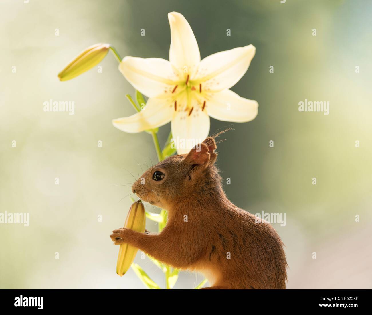 red squirrel eating a tiger lily flower bud Stock Photo Alamy