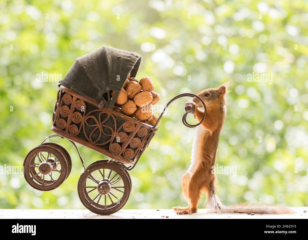 red squirrel holds a baby stroller with nuts Stock Photo
