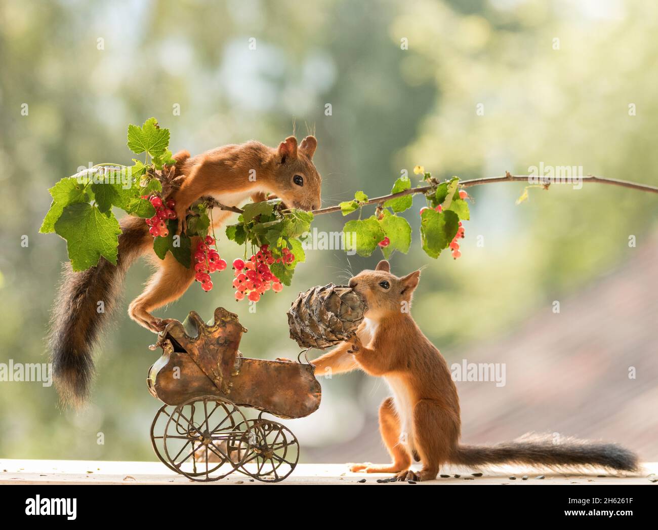 red squirrels standing with an baby stroller Stock Photo