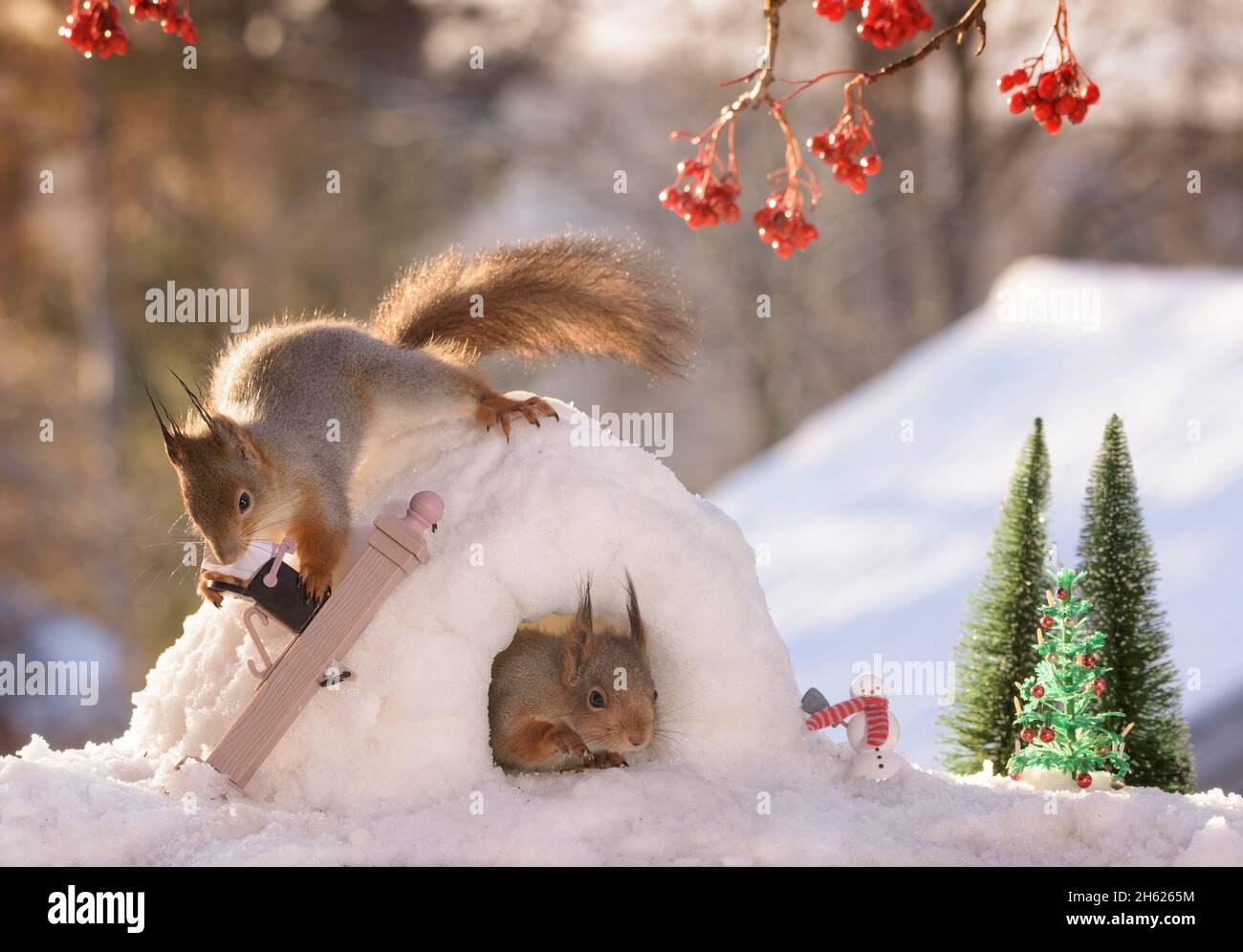 red squirrels in a igloo and with a letterbox Stock Photo