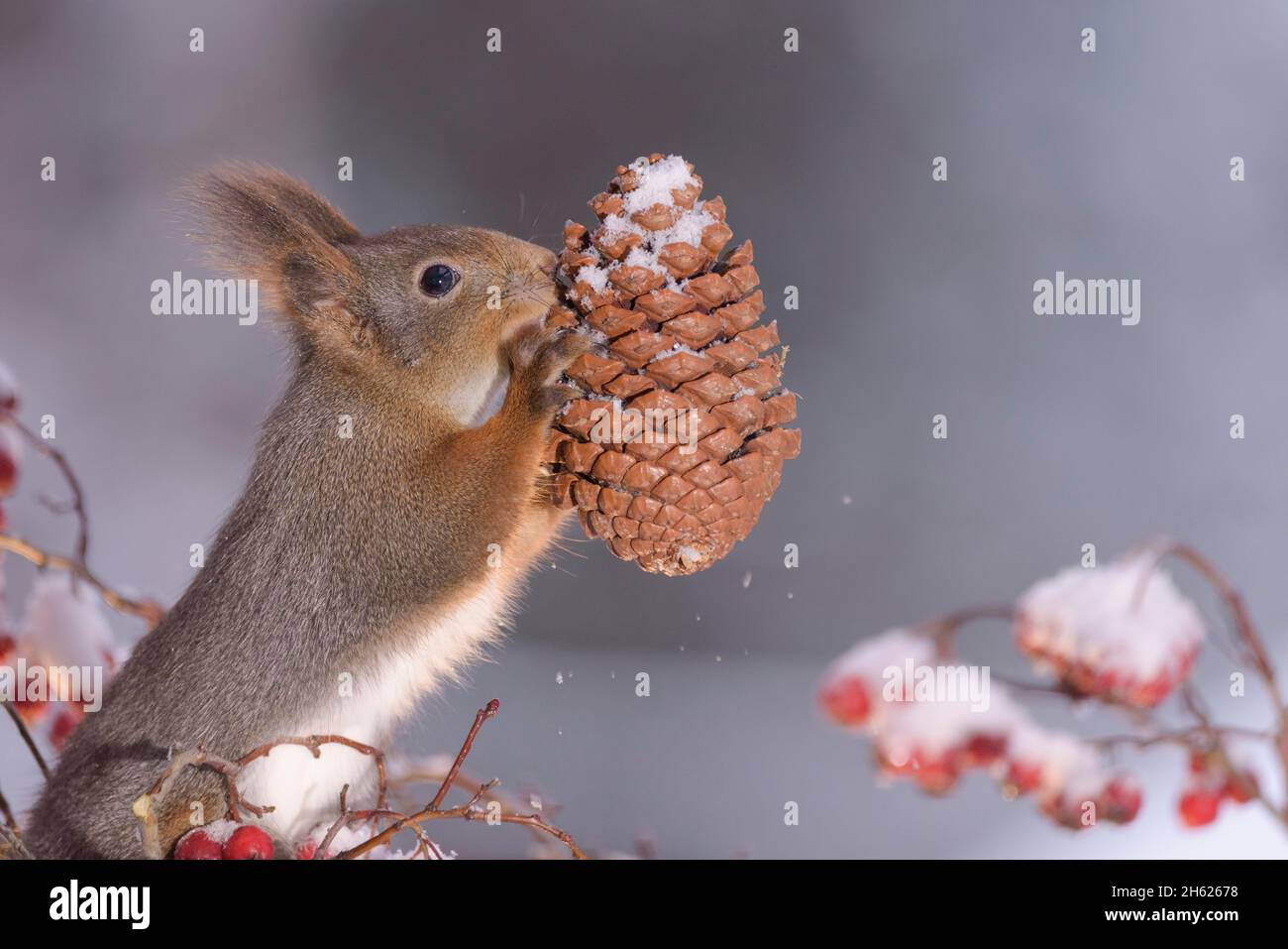 Red squirrel in snow holding a pine cone hires stock photography and