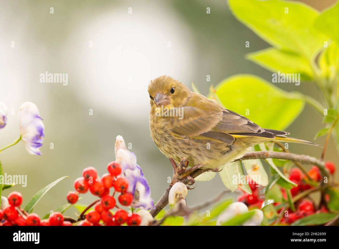 green finch is standing between berries and flowers Stock Photo