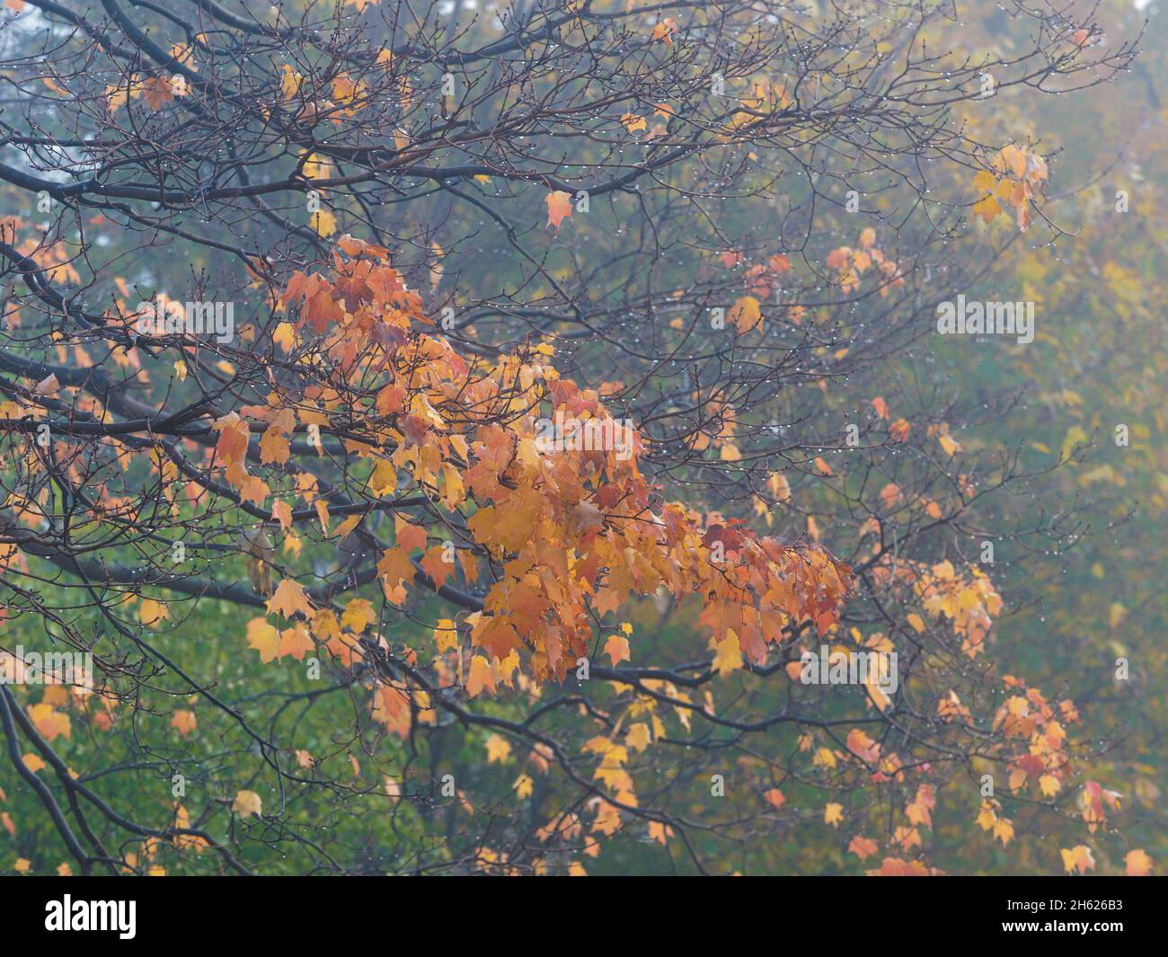 autumn season in canada,ontario,leaves changing colour,life stages,moisture,morning mist,nature,wet Stock Photo
