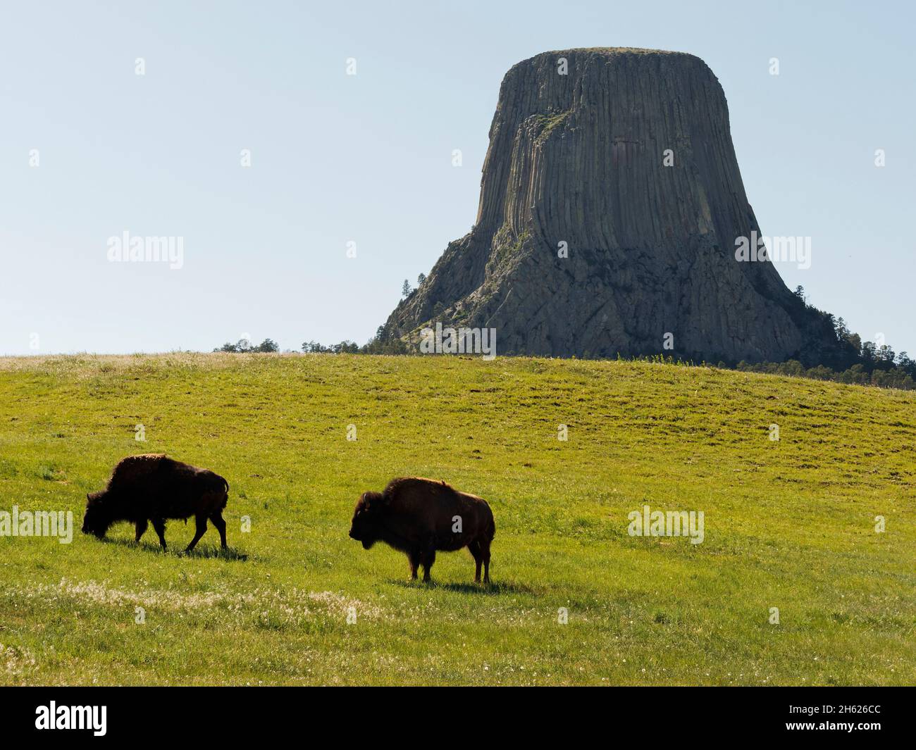 buffalos,grazing,devil's tower,igneous rock,majestic,monumental,more than 50 million years old,national monument,tourist site,usa,wyoming,black hills region,volcanic magma Stock Photo