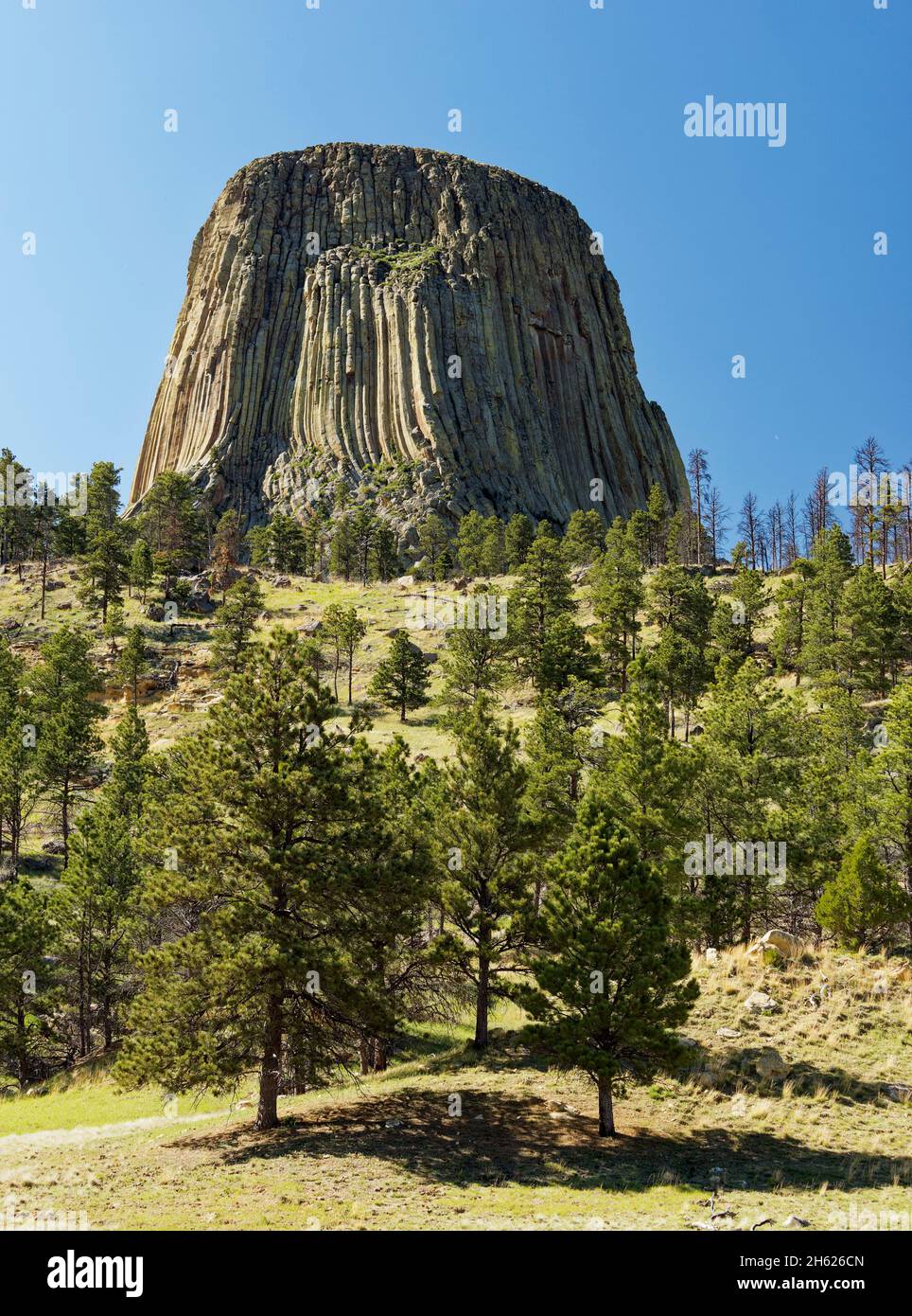 devil's tower,igneous rock,majestic,monumental,more than 50 million years old,national monument,tourist site,usa,wyoming,black hills region,volcanic magma Stock Photo