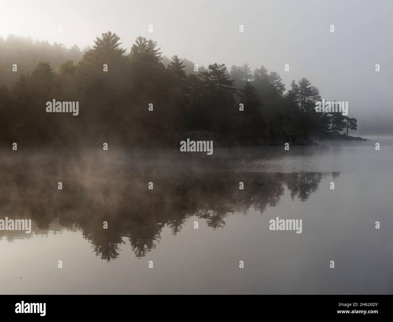canada,ontario,kawartha highlands provincial park,nature,wilderness,scenery,silhouetted trees in morning mist Stock Photo