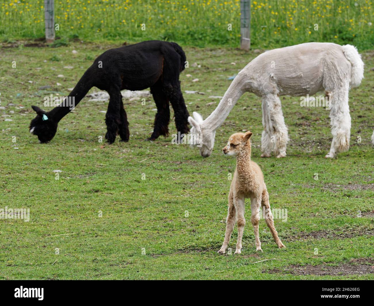 a few minutes old alpaca Stock Photo