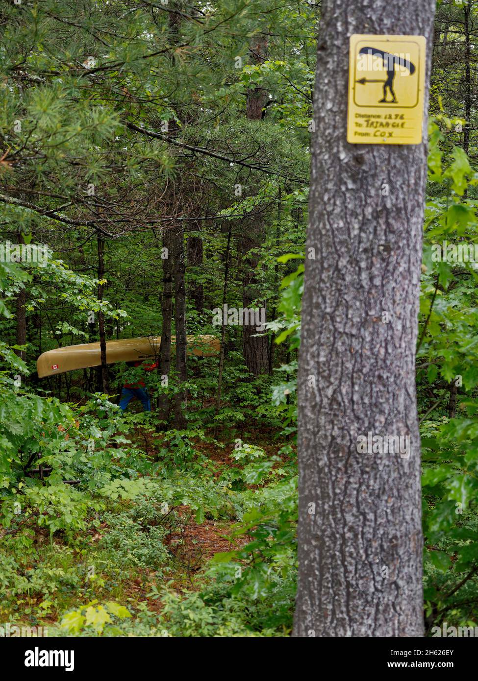camping in canada,ontario,kawartha highlands provincial park,canoe portage,path,trail marker on a tree Stock Photo