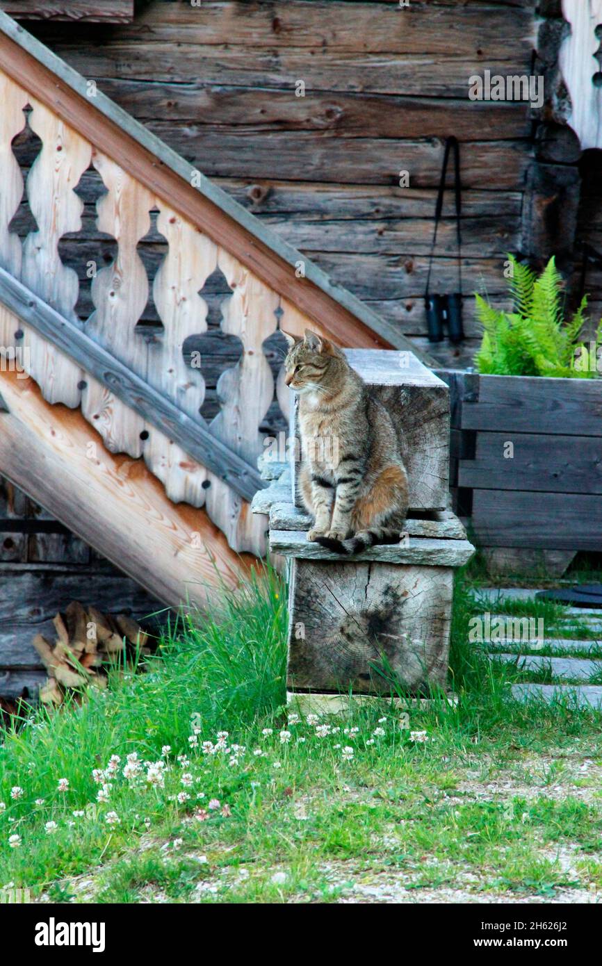 cat,hangover on the mountain pasture,lafatscher hochleger,stairs,balcony,railing,atmospheric, Stock Photo