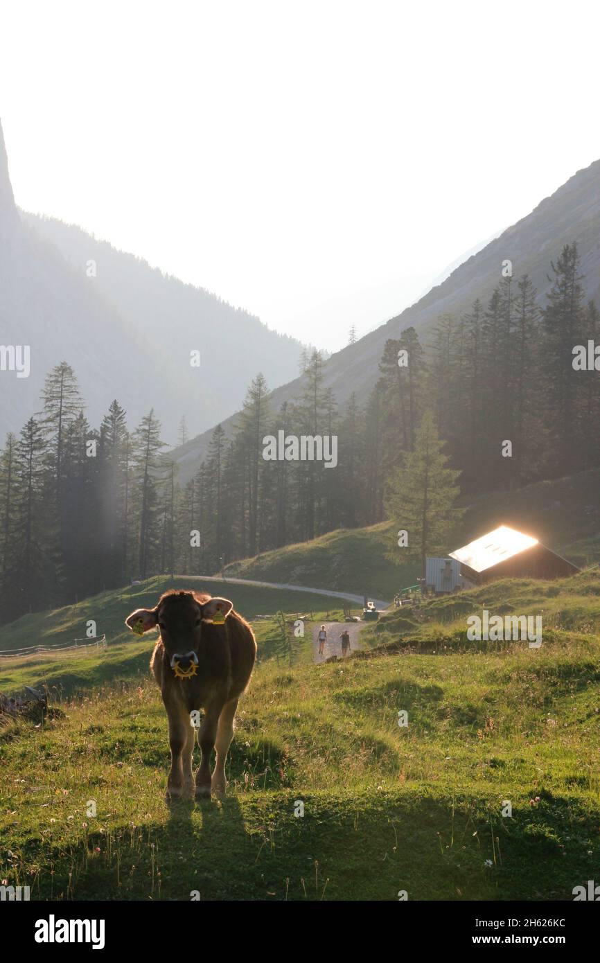 lafatscher-niederleger,cow,young cow,breed,tyrolean braunvieh,hut,building,footpath,hike,alpine pasture,sunset,austria,tyrol,way,back light,alpine meadow Stock Photo