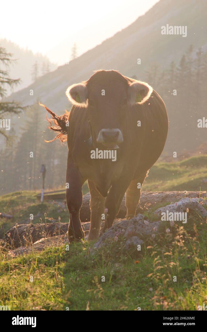 lafatscher-niederleger,cow,young cow,breed,tyrolean braunvieh,back light,back light shot,hike,alpine pasture,sunset,austria,tyrol,alpine meadow Stock Photo