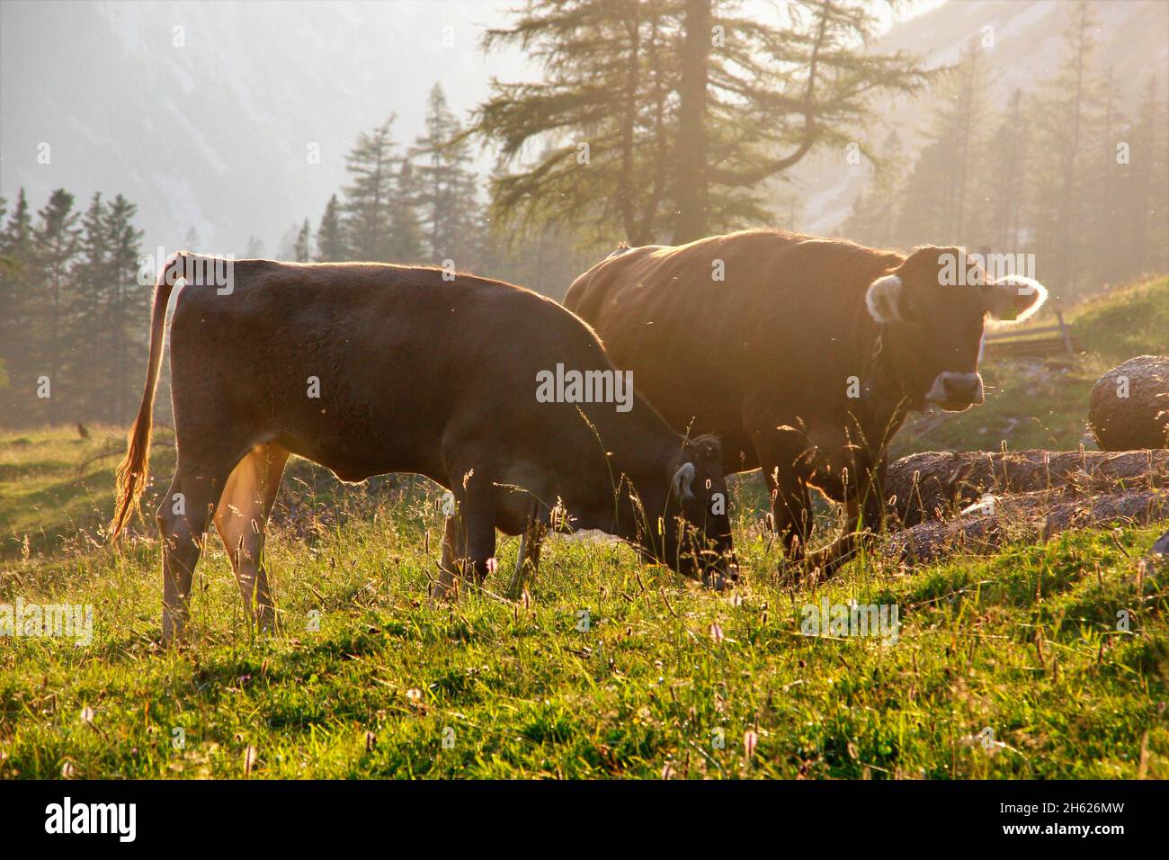 lafatscher-niederleger,cow,young cow,breed,tyrolean braunvieh,back light,back light shot,hike,alpine pasture,sunset,austria,tyrol,alpine meadow Stock Photo