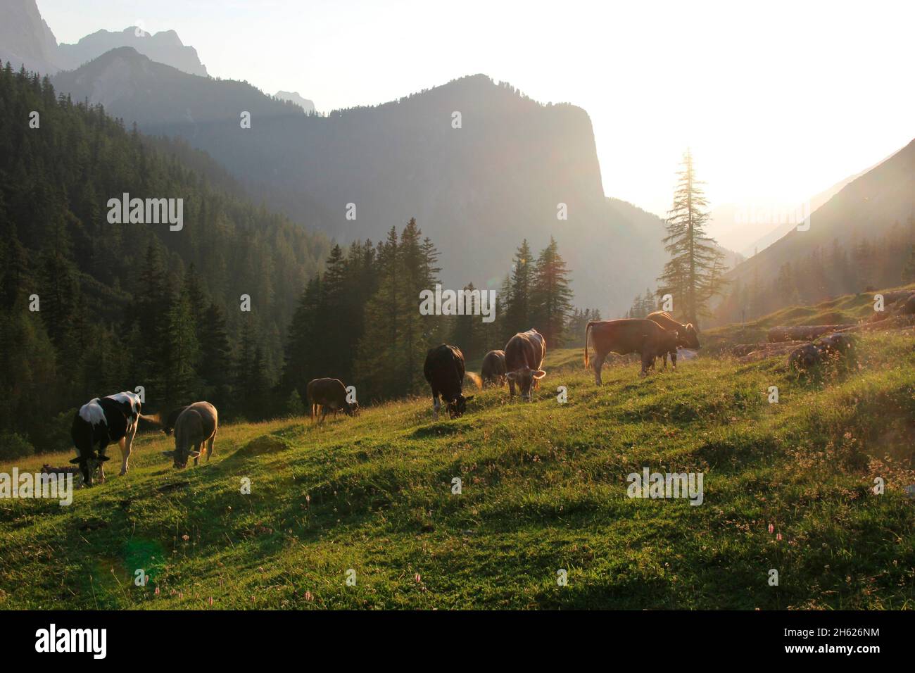 lafatscher-niederleger,cow,young cow,breed,tyrolean braunvieh,back light,back light shot,hike,alpine pasture,sunset,austria,tyrol,alpine meadow Stock Photo
