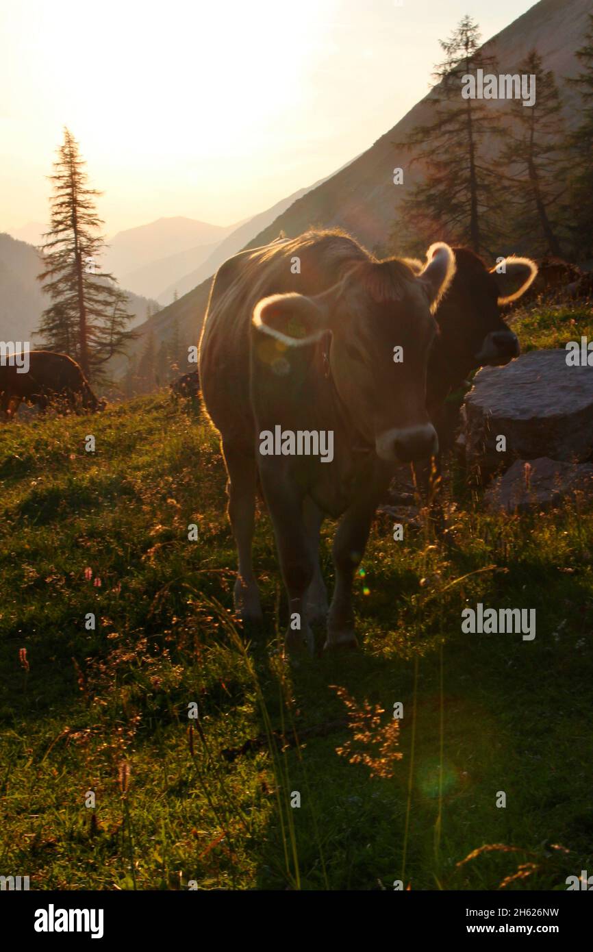 lafatscher-niederleger,cow,young cow,breed,tyrolean braunvieh,back light,gegenlichtaufnahem,hike,alpine pasture,sunset,austria,tyrol,alpine meadow Stock Photo