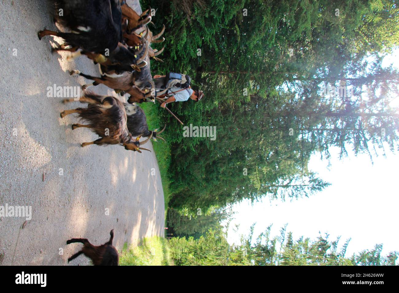 Goats afloat hi-res stock photography and images - Alamy