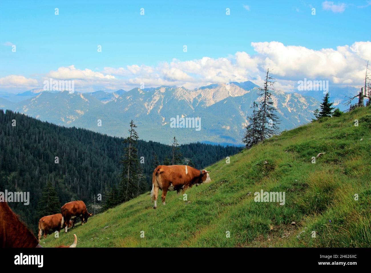 hike to the krüner alm,(1621 m). karwendel mountains,cow,cows,simmental breed,sunset,europe,germany,bavaria,upper bavaria,werdenfelser land,alpenwelt karwendel,isar valley,krün Stock Photo