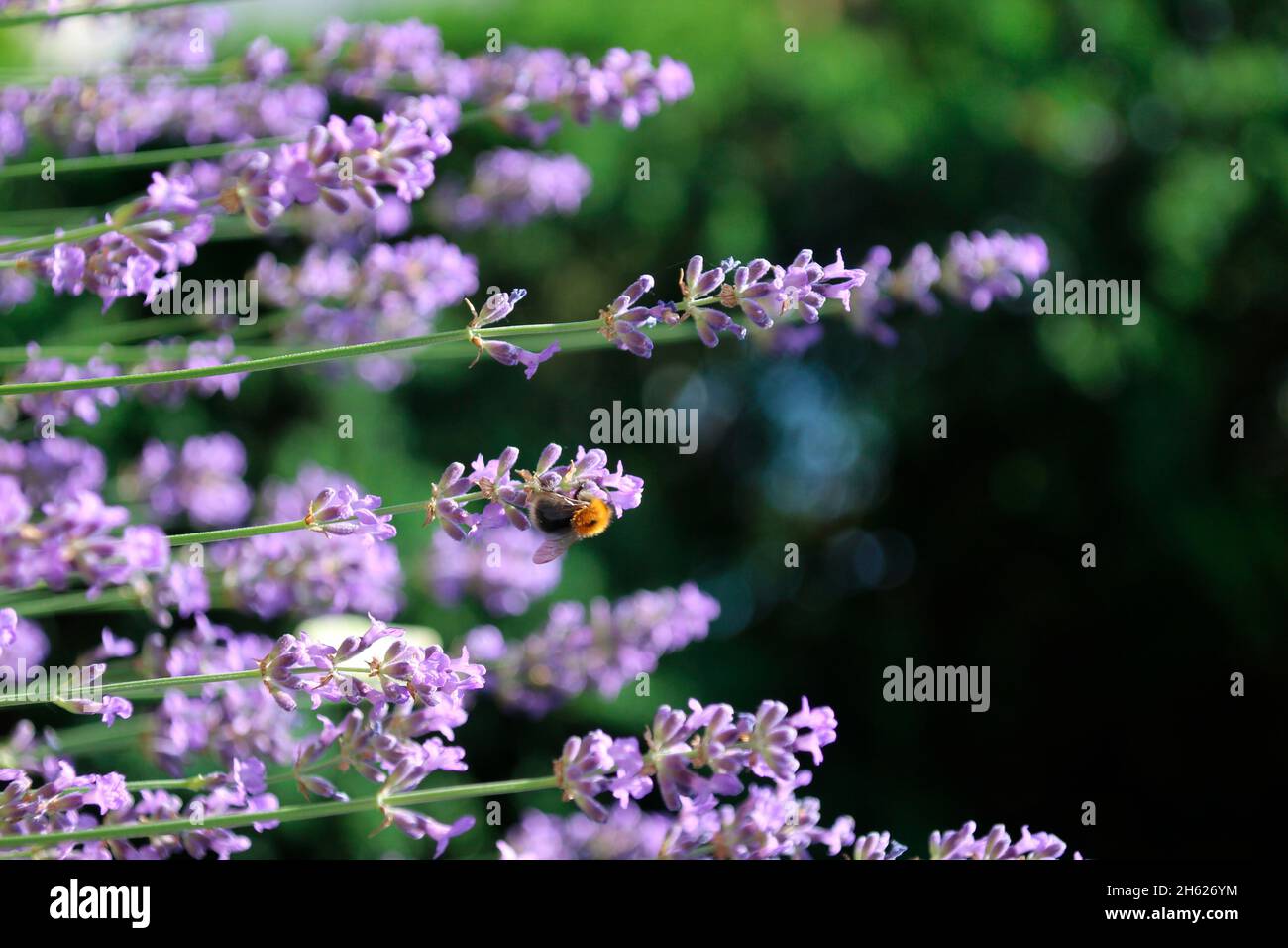 bee sucks nectar from lavender flowers,lavandula angustifolia,germany,bavaria,upper bavaria,mittenwald,alpenwelt karwendel Stock Photo