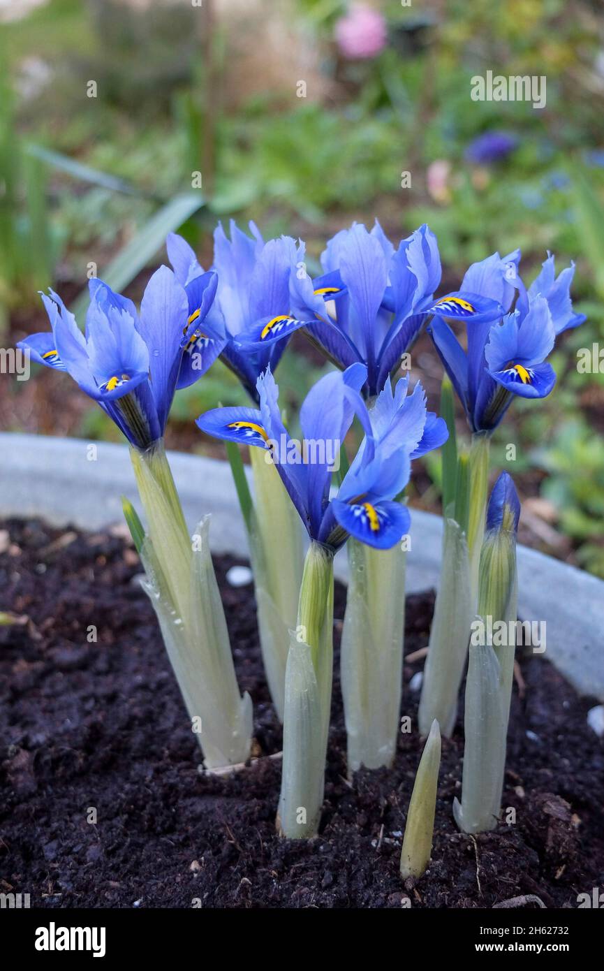 dwarf iris (iris reticulata) in blue Stock Photo