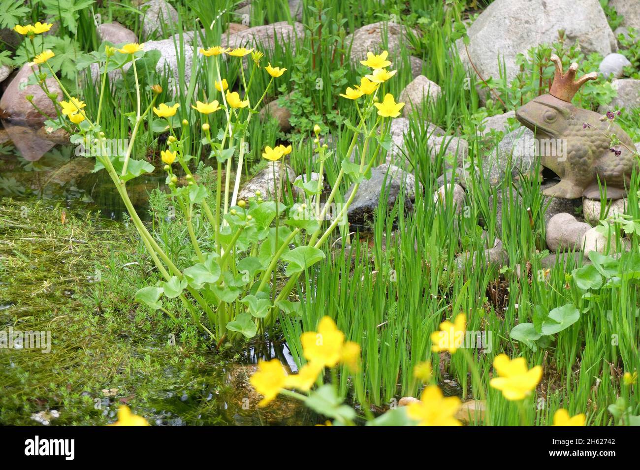 the marsh marigold (caltha palustris) on the edge of the pond with an iron frog Stock Photo