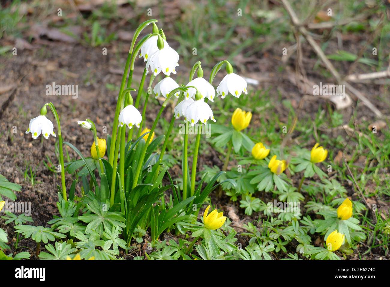 the march cup (spring knot flower,leucojum vernum) and winter lumps (eranthis hyemalis) Stock Photo