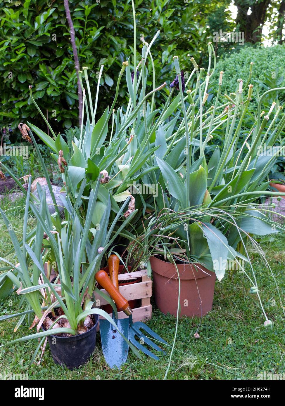 dig up tulip bulbs (tulipa) after blooming,but do not remove green leaves Stock Photo