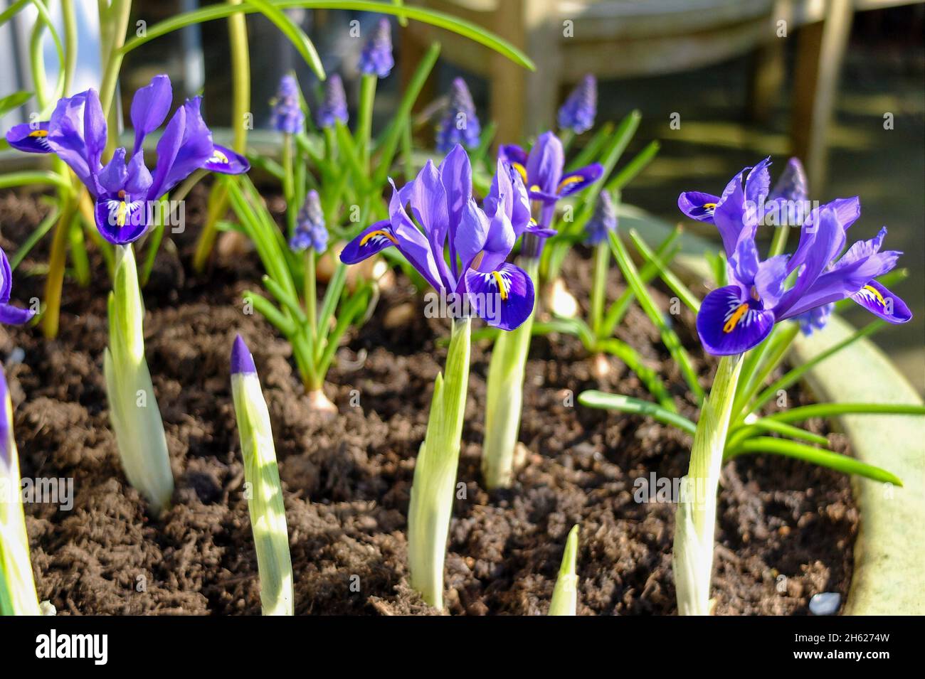dwarf iris (iris reticulata 'harmony') in a pot Stock Photo