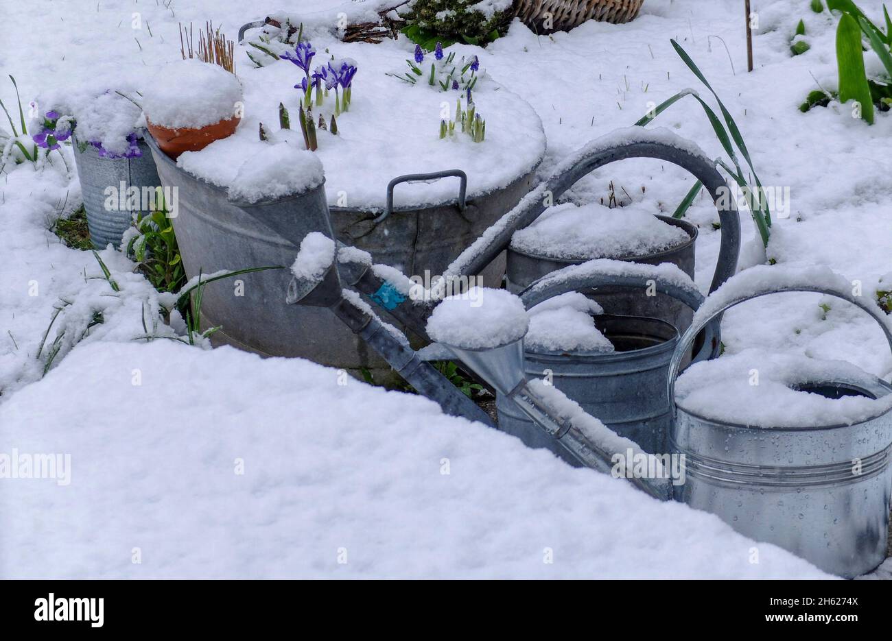 snow-covered watering cans,zinc tub with dwarf iris (iris reticulata 'harmony') Stock Photo