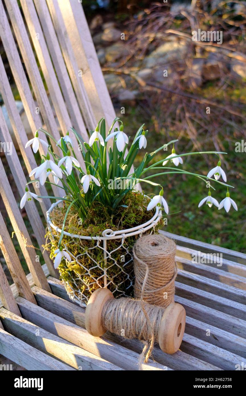 snowdrops (galanthus nivalis) in a basket,with spools of thread Stock Photo