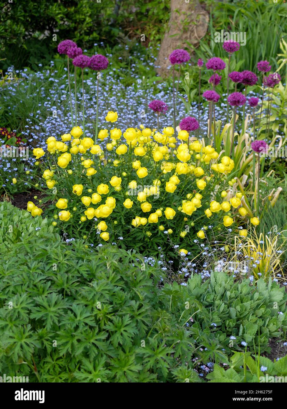 perennial bed in spring: globe flower (trollius cultorum 'lemon queen'),purple globular leek (allium hollandicum 'purple sensation') and forget-me-not Stock Photo
