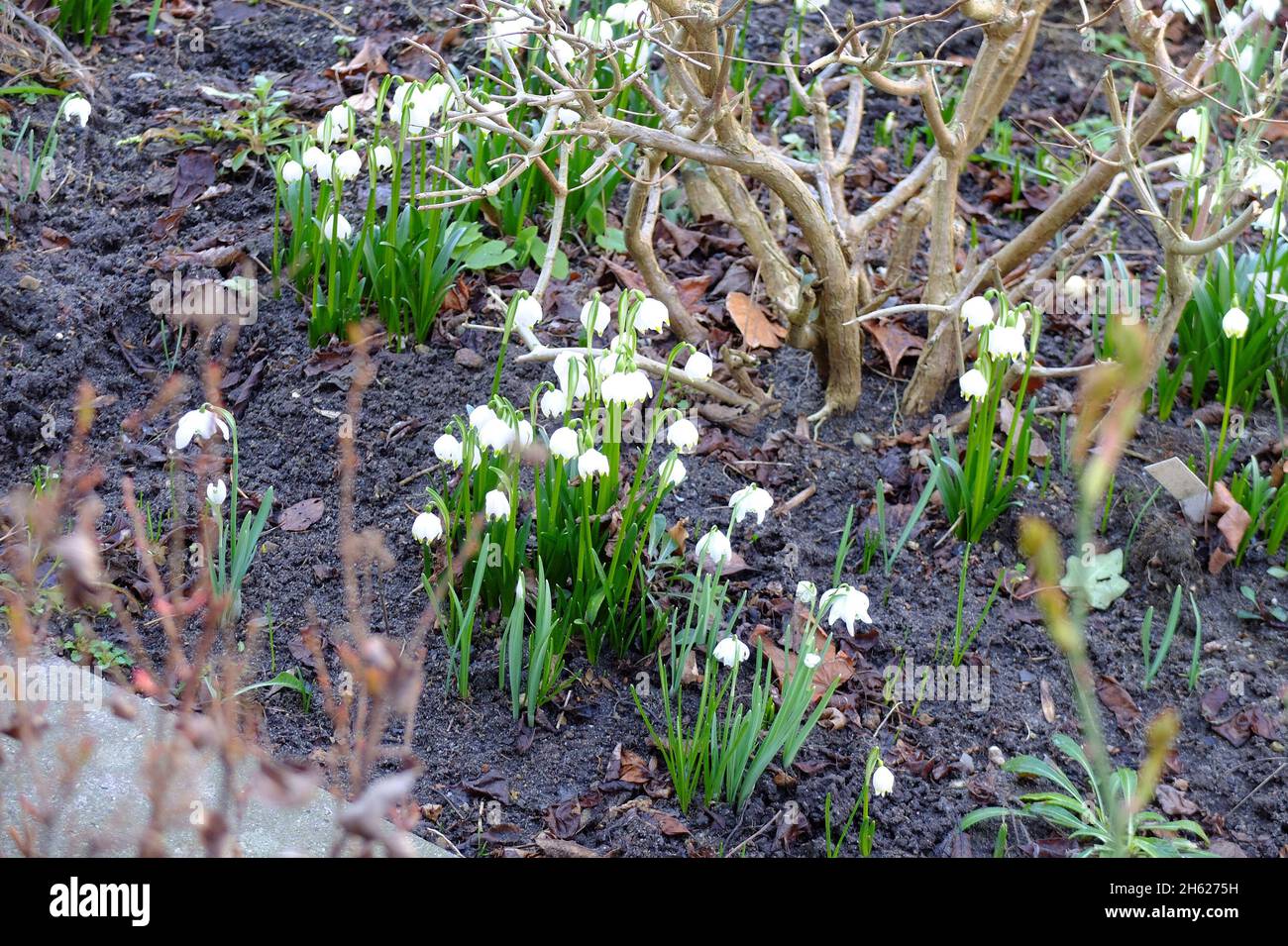 the march cup (spring knot flower,leucojum vernum) in the flowerbed Stock Photo