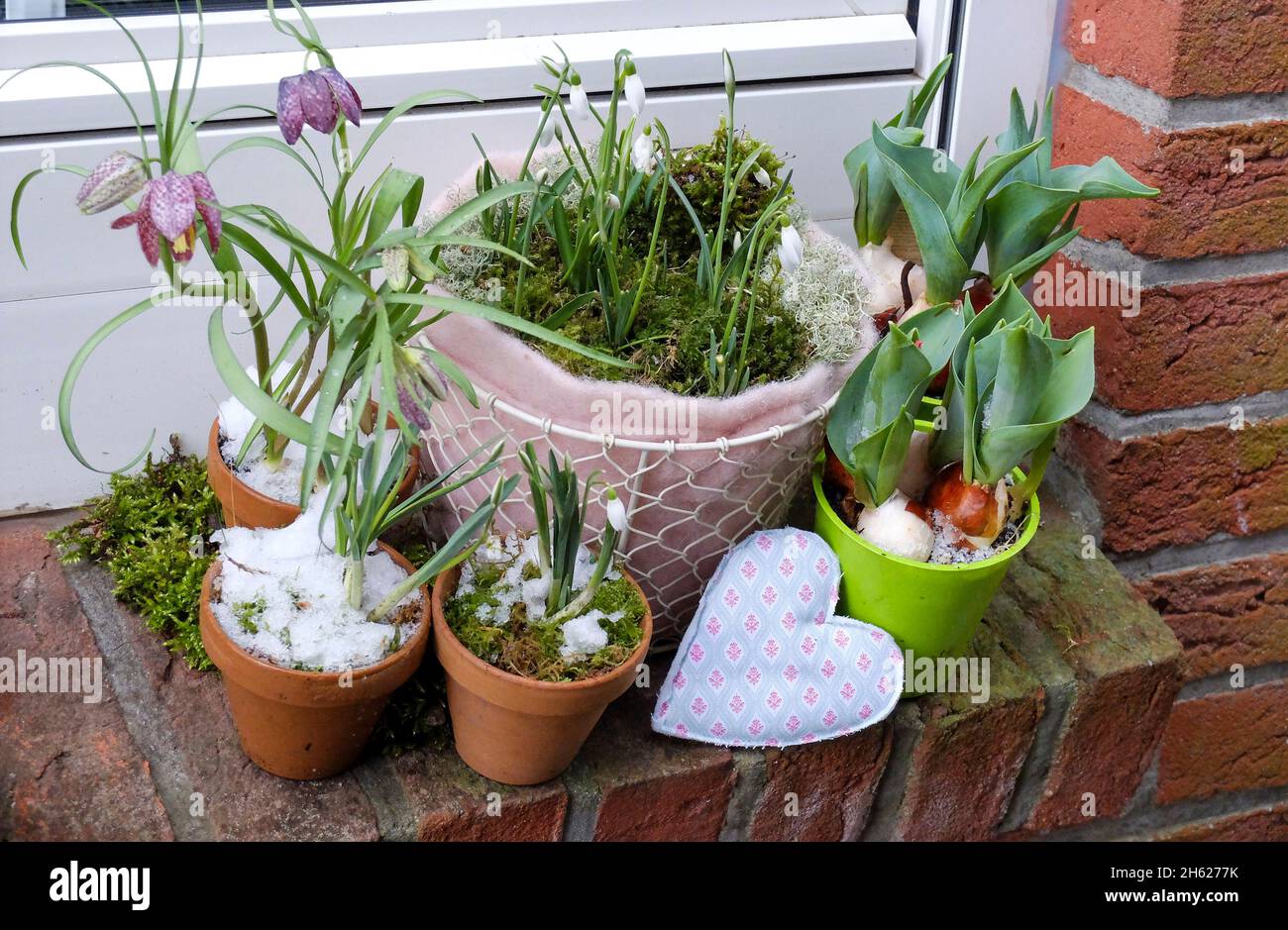 snowdrops (galanthus nivalis) and checkerboard flowers (fritillaria meleagris) on the windowsill Stock Photo