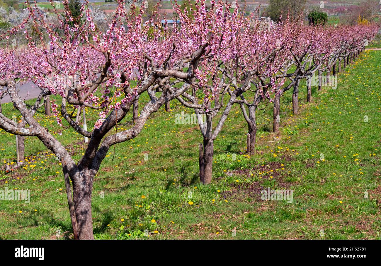 vineyard peach blossom,bremm,moselle valley,rhineland-palatinate,germany Stock Photo