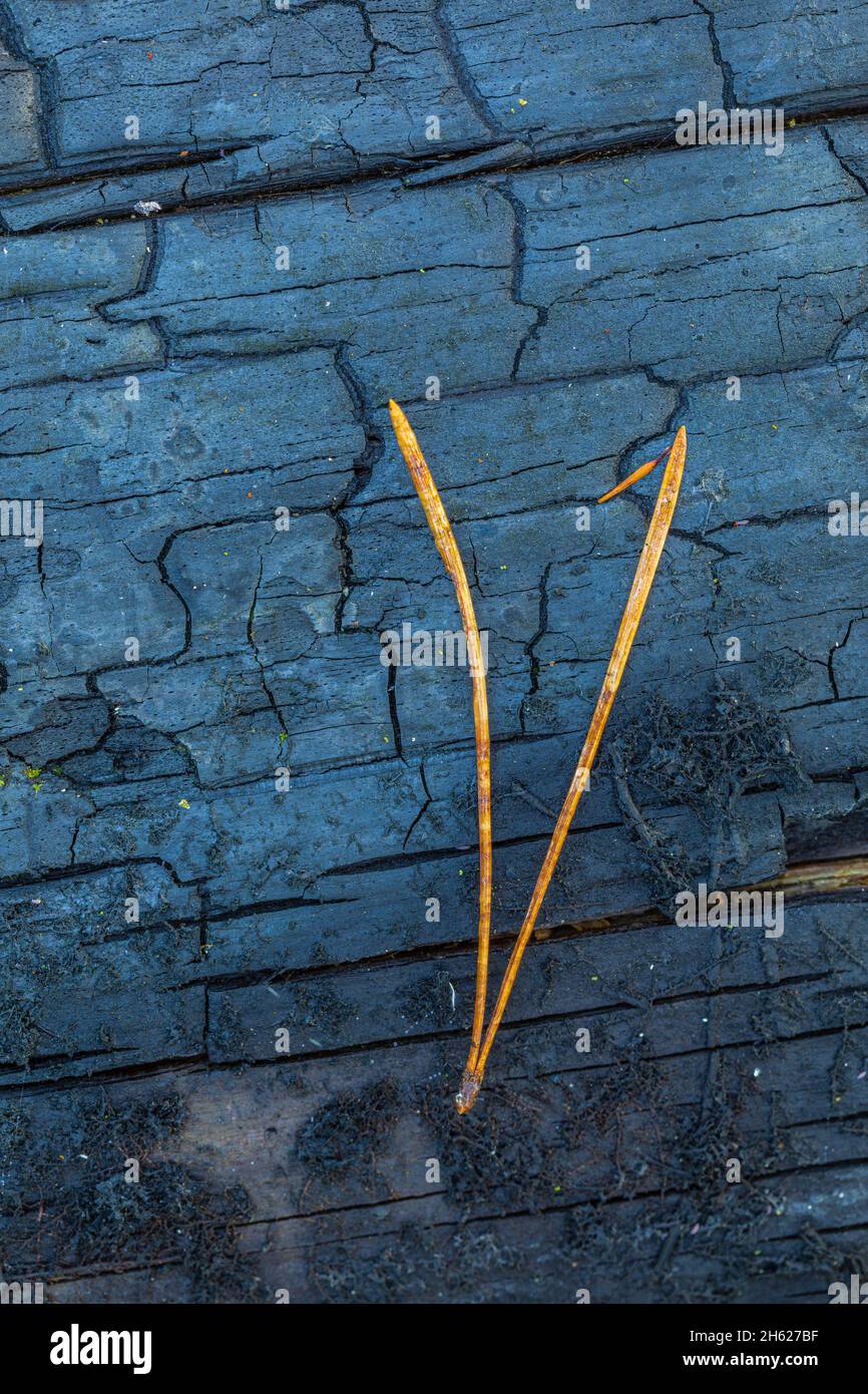 pine needle on charred wood Stock Photo