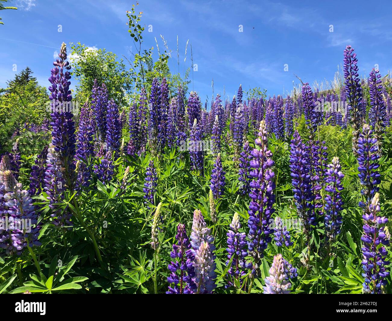 lupins,blue sky,nature,mountains,rangger köpfl,oberperfuss,tyrol,austria Stock Photo