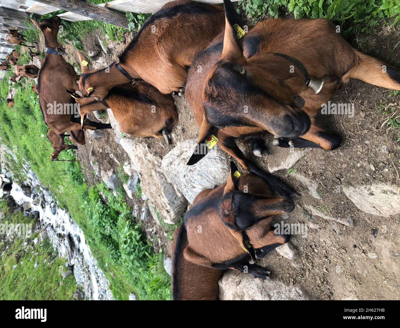 goats at the inzinger alm,mitterkogel,rosskogel,stubai alps,seebach,meadows,mountains,nature,inzing,tyrol,austria Stock Photo