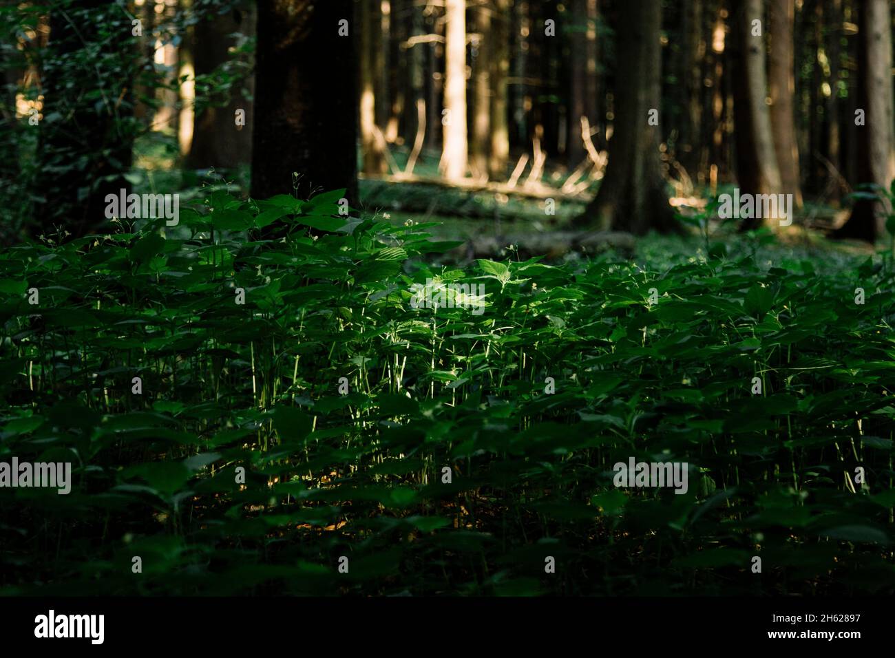 germany,teutoburg forest,westerbecker berg,lienen,forest plants Stock Photo