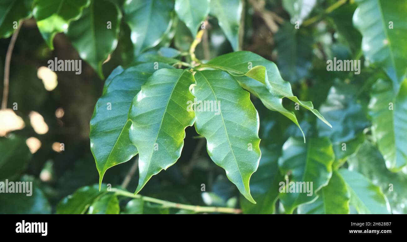 Coffee leaves. Healthy coffee leaves Stock Photo Alamy