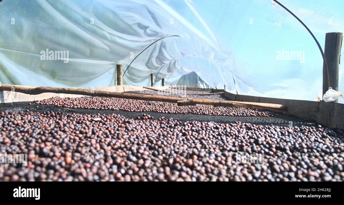 Suspended coffee terrace. Coffee beans being processed, drying the