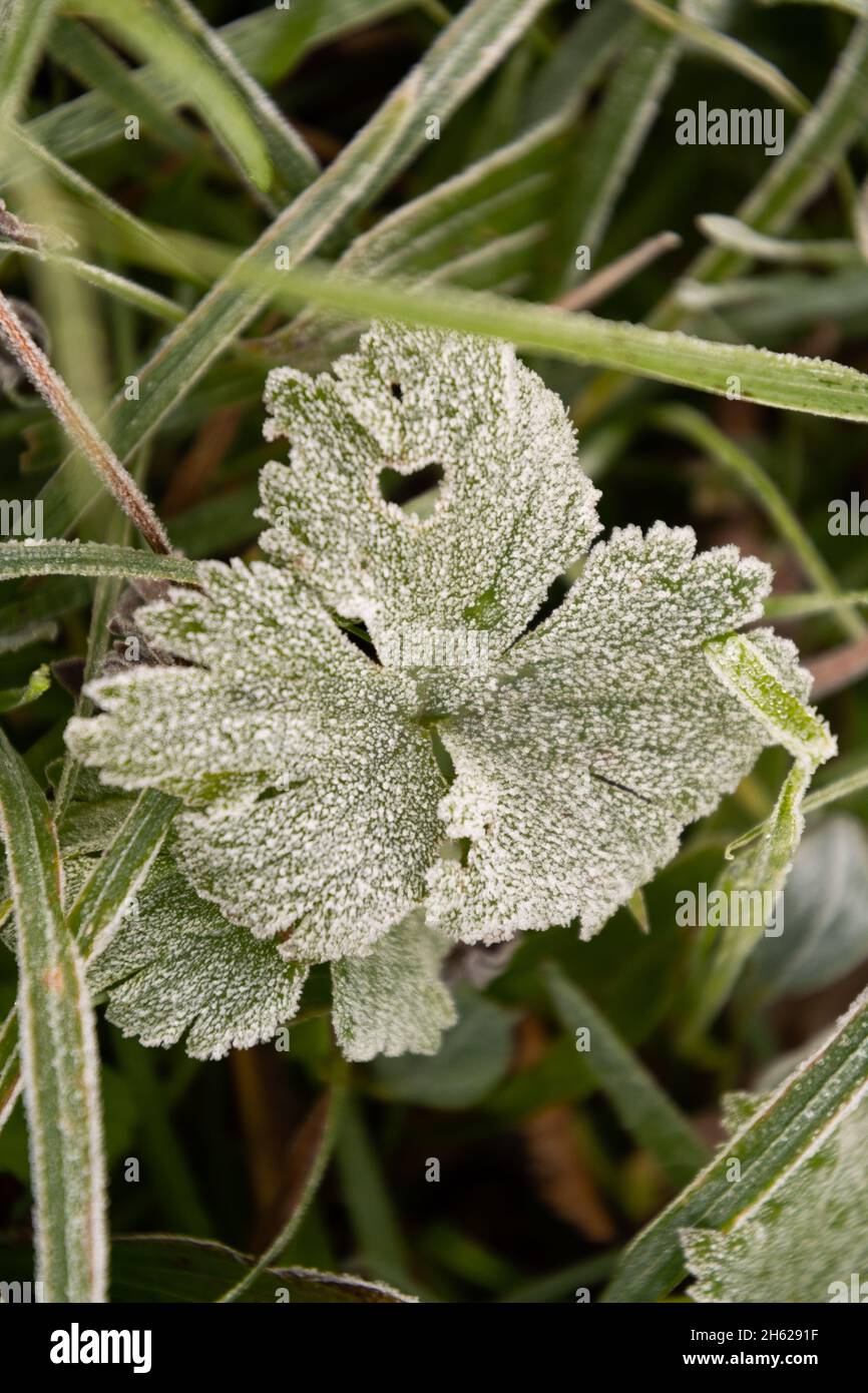 Vaduz, Liechtenstein, October 11, 2021 Little green leaves with frozen dew on a meadow in the early morning Stock Photo