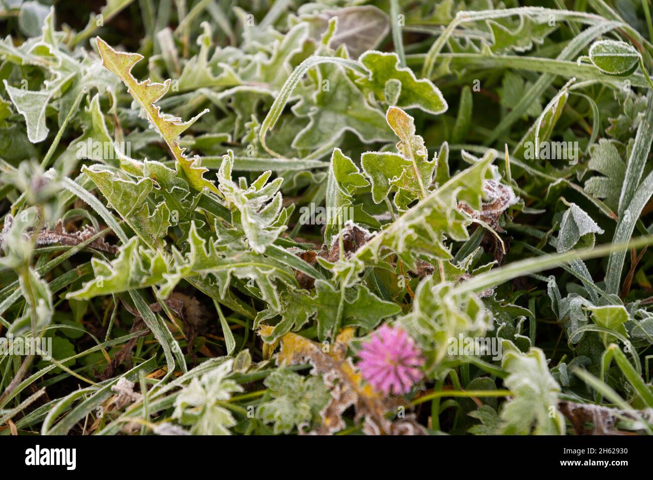 Vaduz, Liechtenstein, October 11, 2021 Little green leaves with frozen dew on a meadow in the early morning Stock Photo