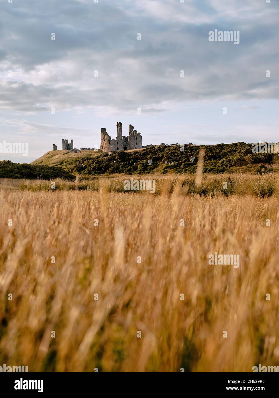The summer pasture grassland landscape of Dunstanburgh Castle ruins - 14th-century fortification in Craster Northumberland northern England UK Stock Photo