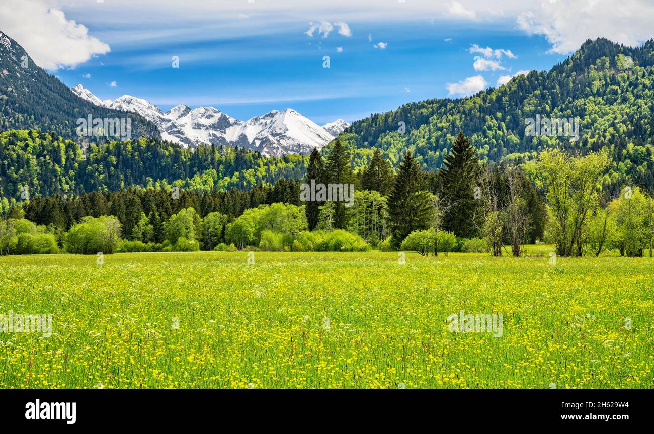idyllic mountain landscape near oberstdorf on a sunny day in spring. green meadows,forests and snow-capped mountains under a blue sky. allgäu alps,bavaria,germany,europe Stock Photo