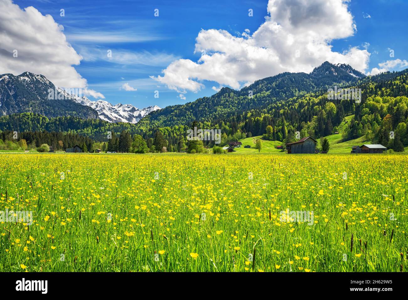 idyllic mountain landscape near oberstdorf on a sunny day in spring. blooming meadows,forests and snow-capped mountains under a blue sky. allgäu alps,bavaria,germany,europe Stock Photo