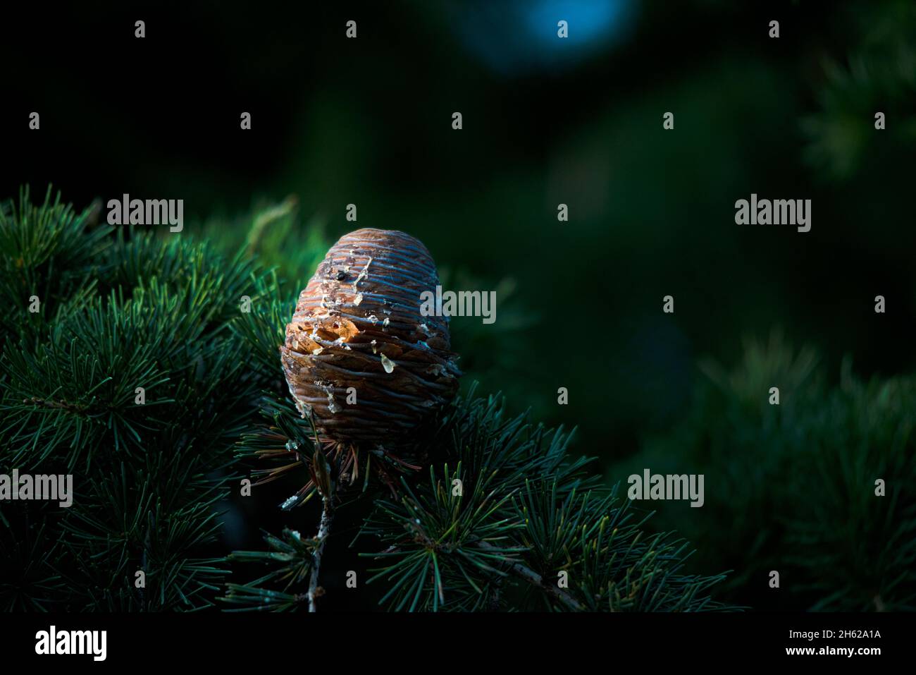 Sap covered pine cone hires stock photography and images Alamy