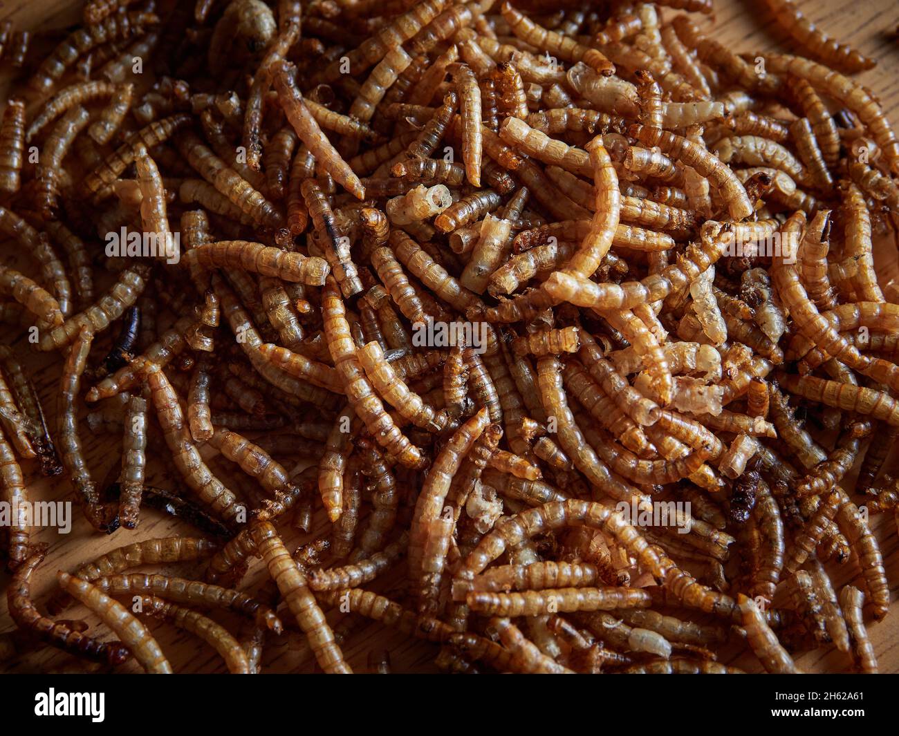 large pile of dried meal worm bird food Stock Photo