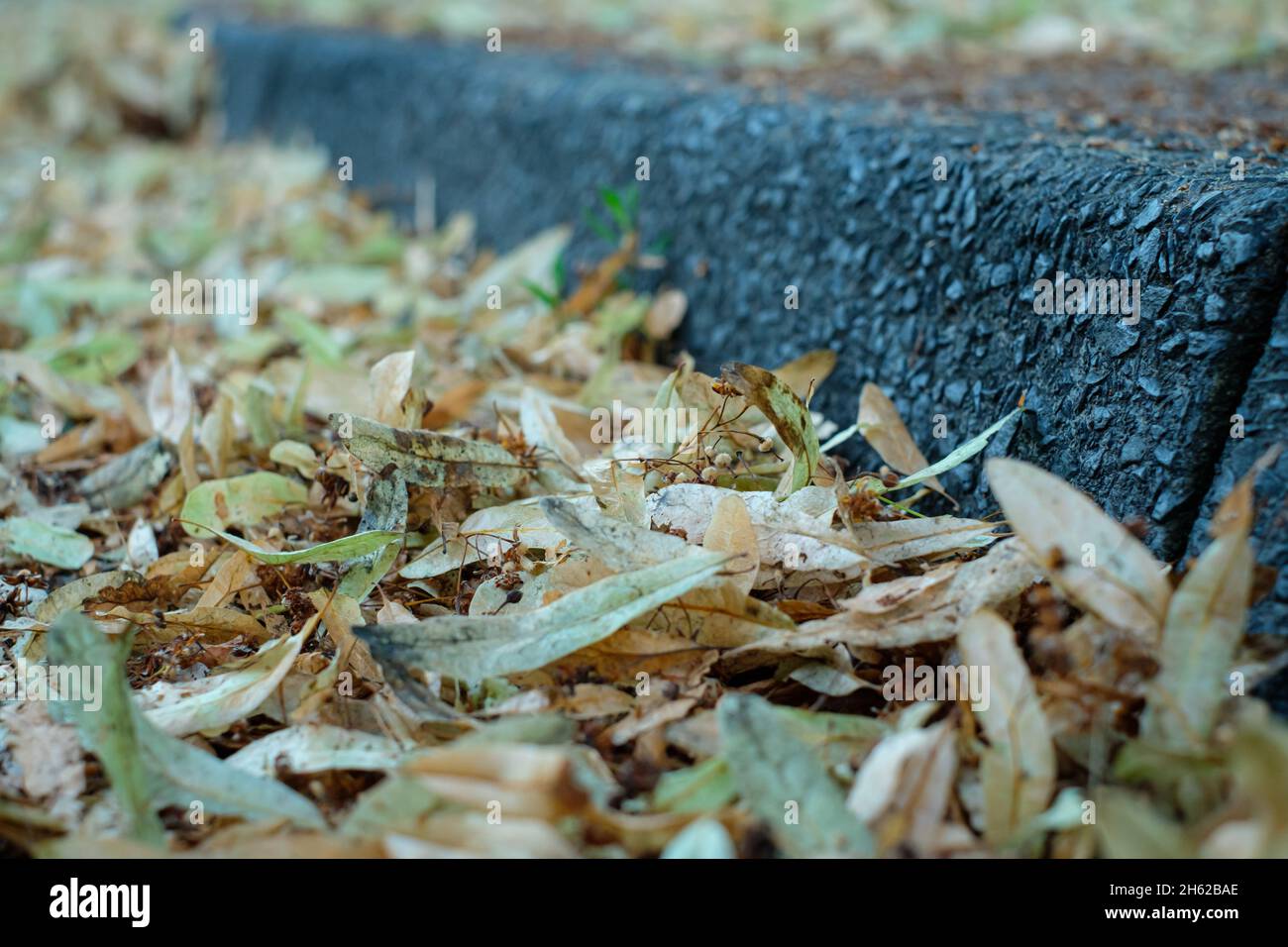 Close up of Cerb and lime blossom plant on a road Stock Photo