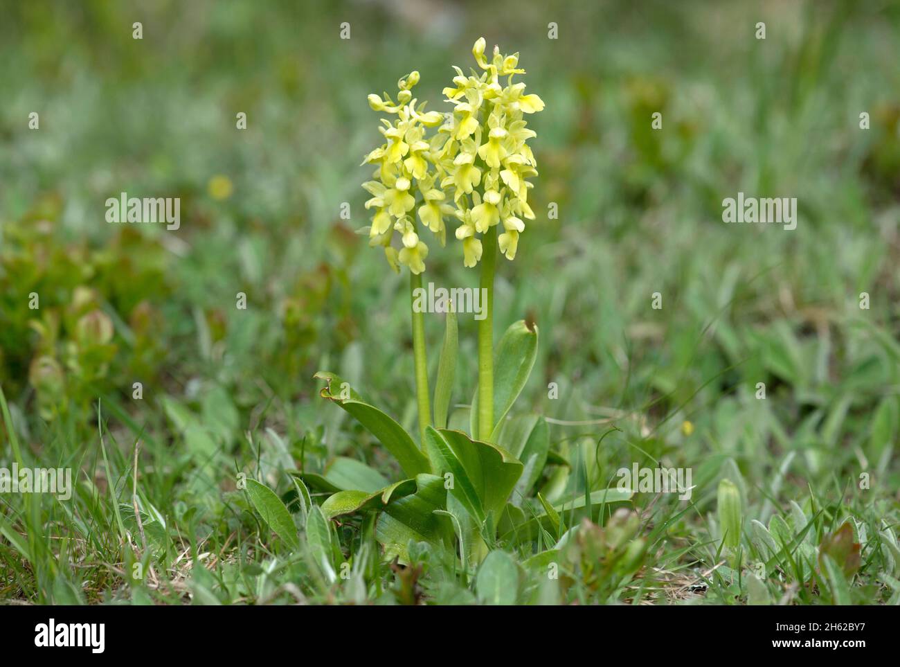 pale orchid (orchis pallens),terrestrial orchid,valais,switzerland Stock Photo